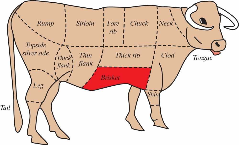 parts of the cow diagram