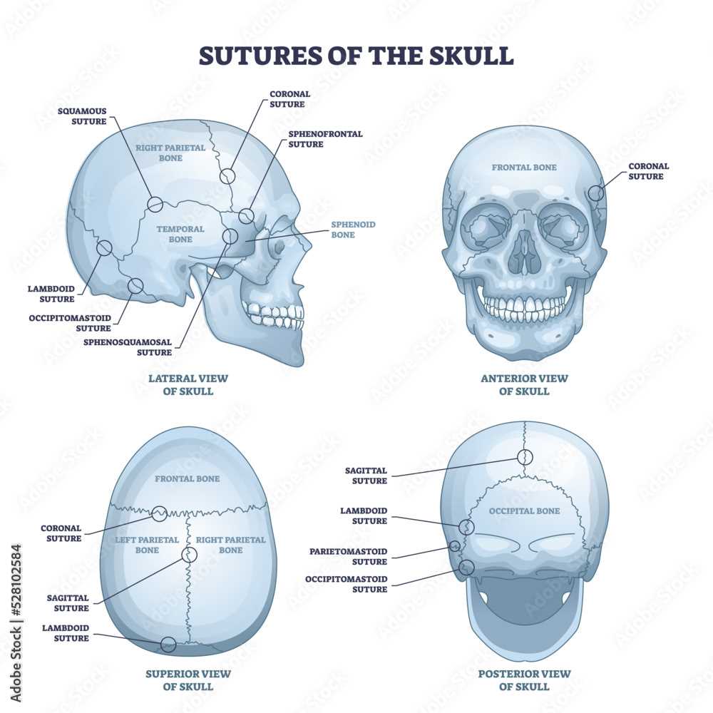 parts of the skull diagram