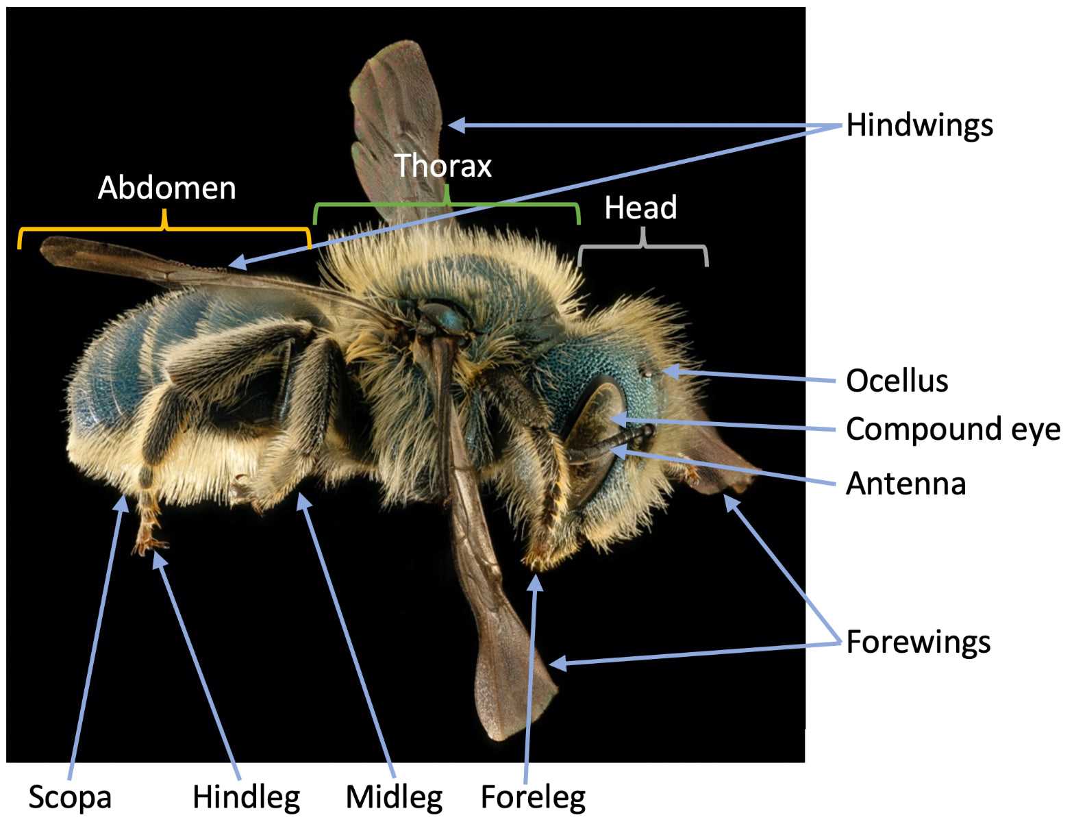 bee body parts diagram