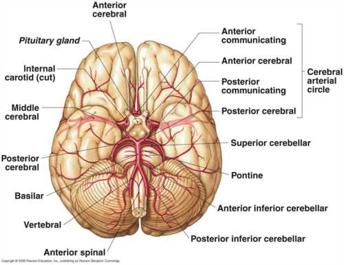 brain diagram parts and functions