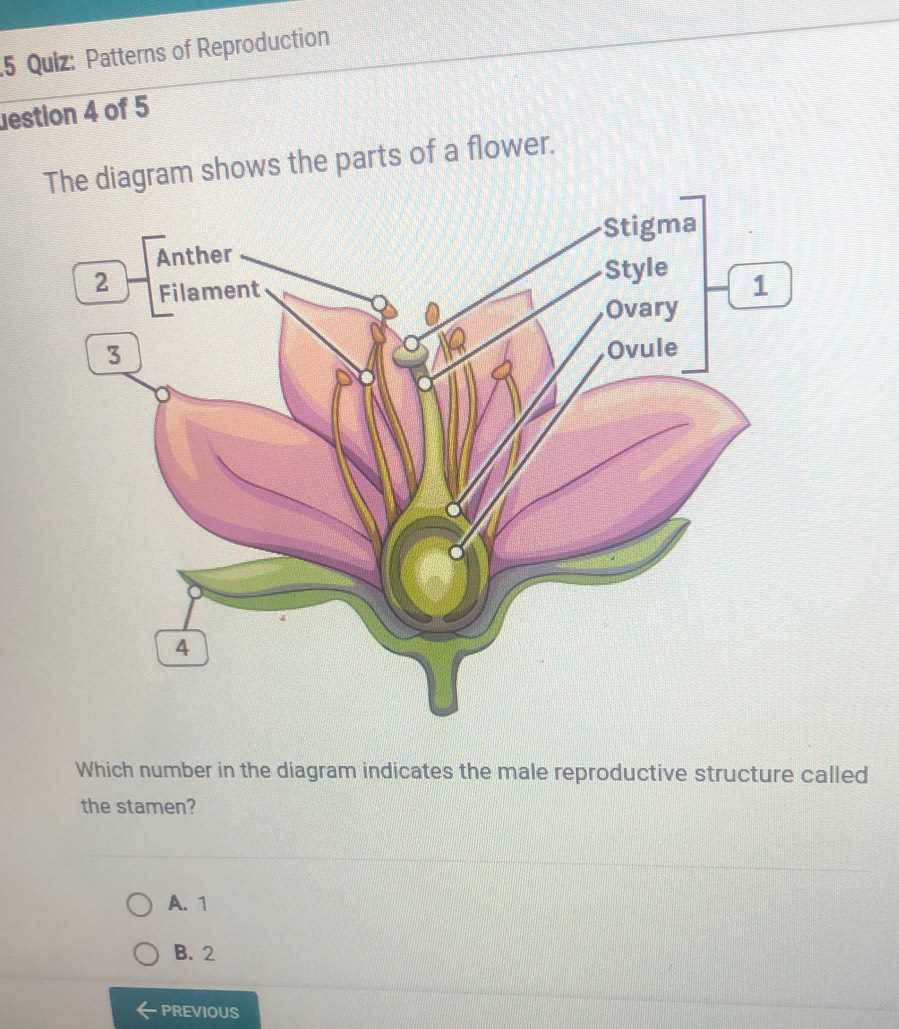 parts of a flower diagram quiz