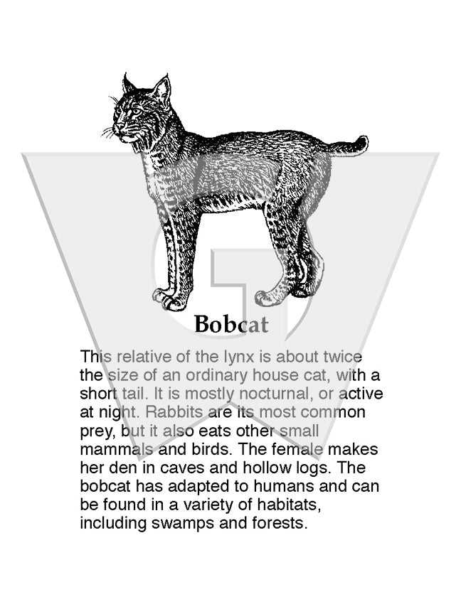 female cat body parts diagram