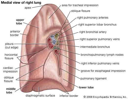 lung parts diagram