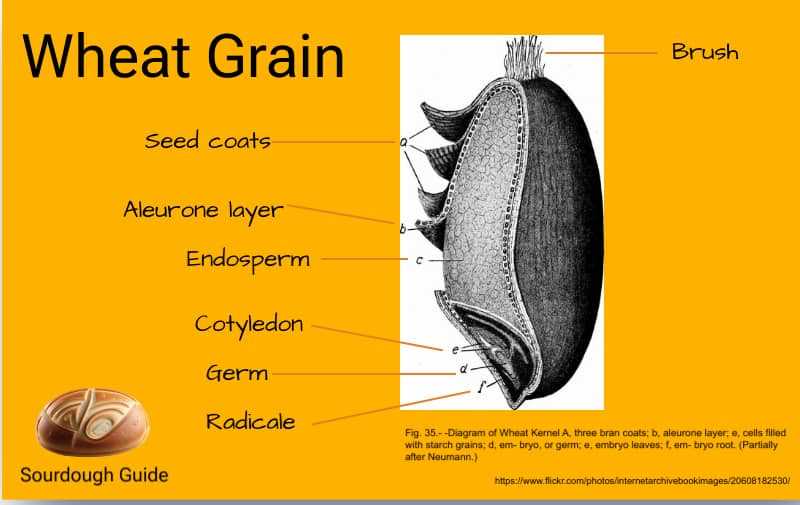 wheat diagram parts