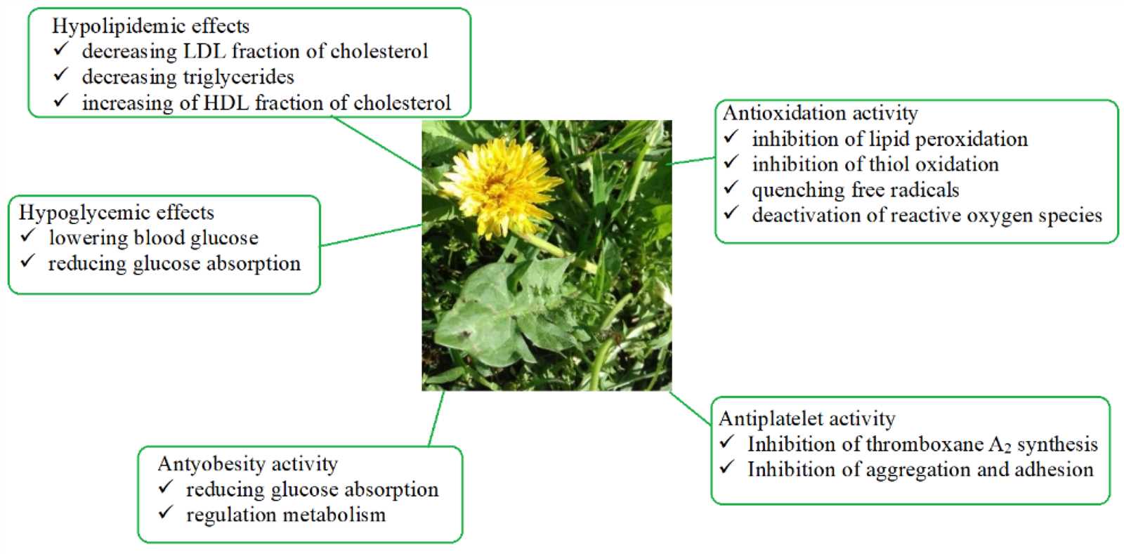 diagram dandelion parts labeled