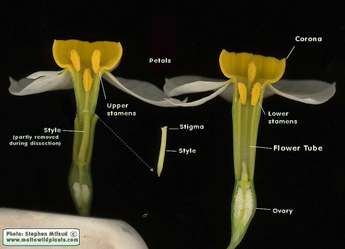 parts of a daffodil diagram