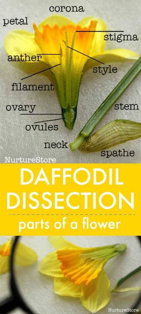 parts of a daffodil diagram