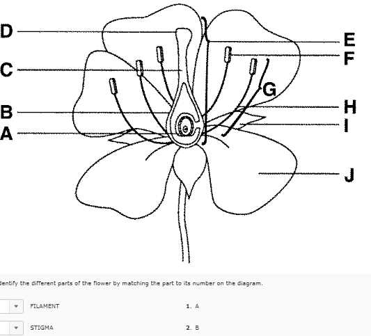 what are the parts of a flower with diagram