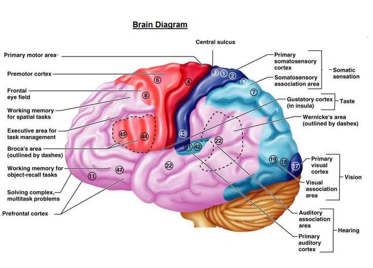 brain diagram parts and functions