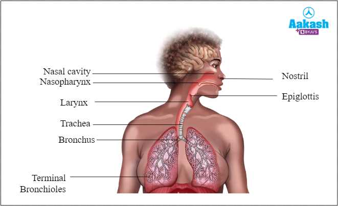 respiratory system parts diagram