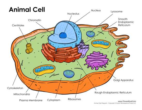 animal cell diagram parts