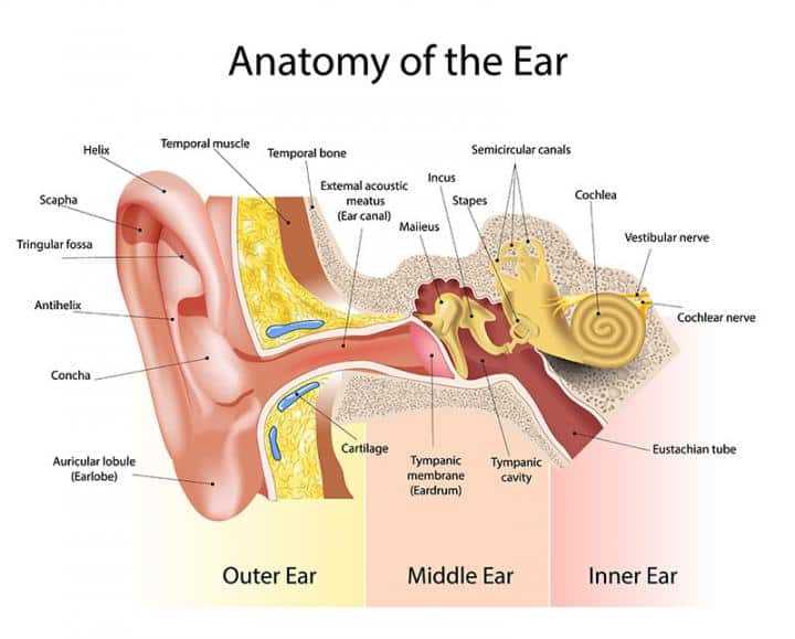 parts of human ear diagram