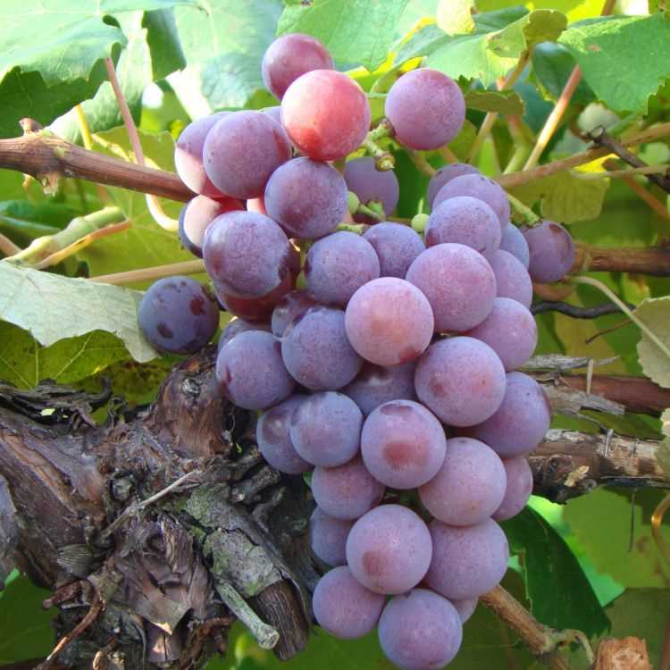 parts of a grape vine diagram
