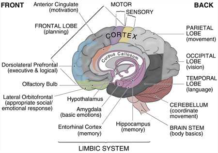 brain diagram and what each part does