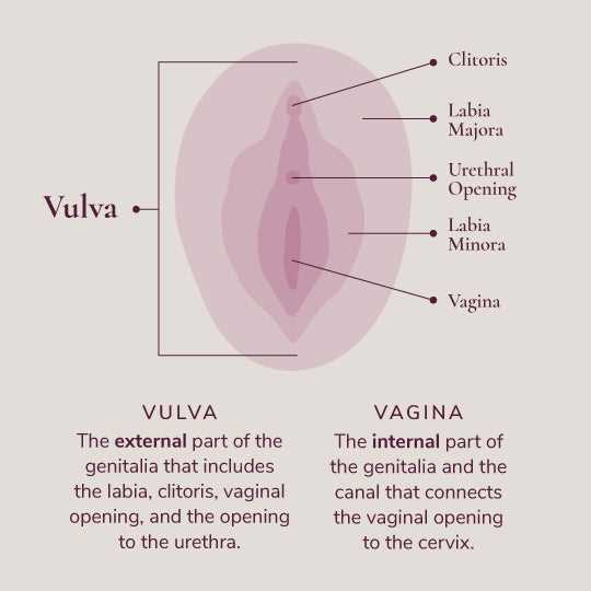 parts of vulva diagram