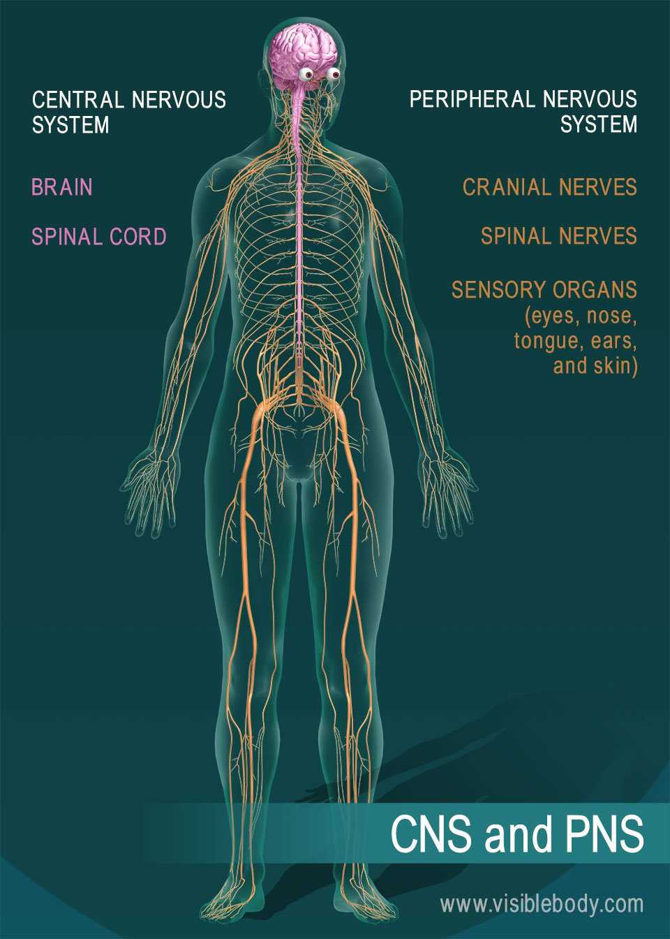 nervous system parts diagram