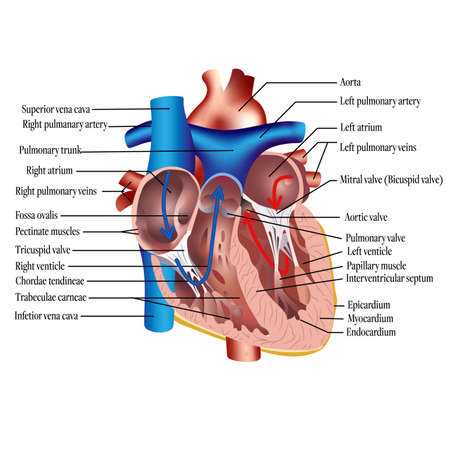 parts of the heart diagram