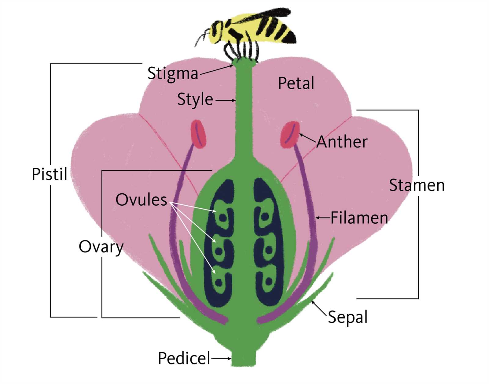 simple parts of a flower diagram