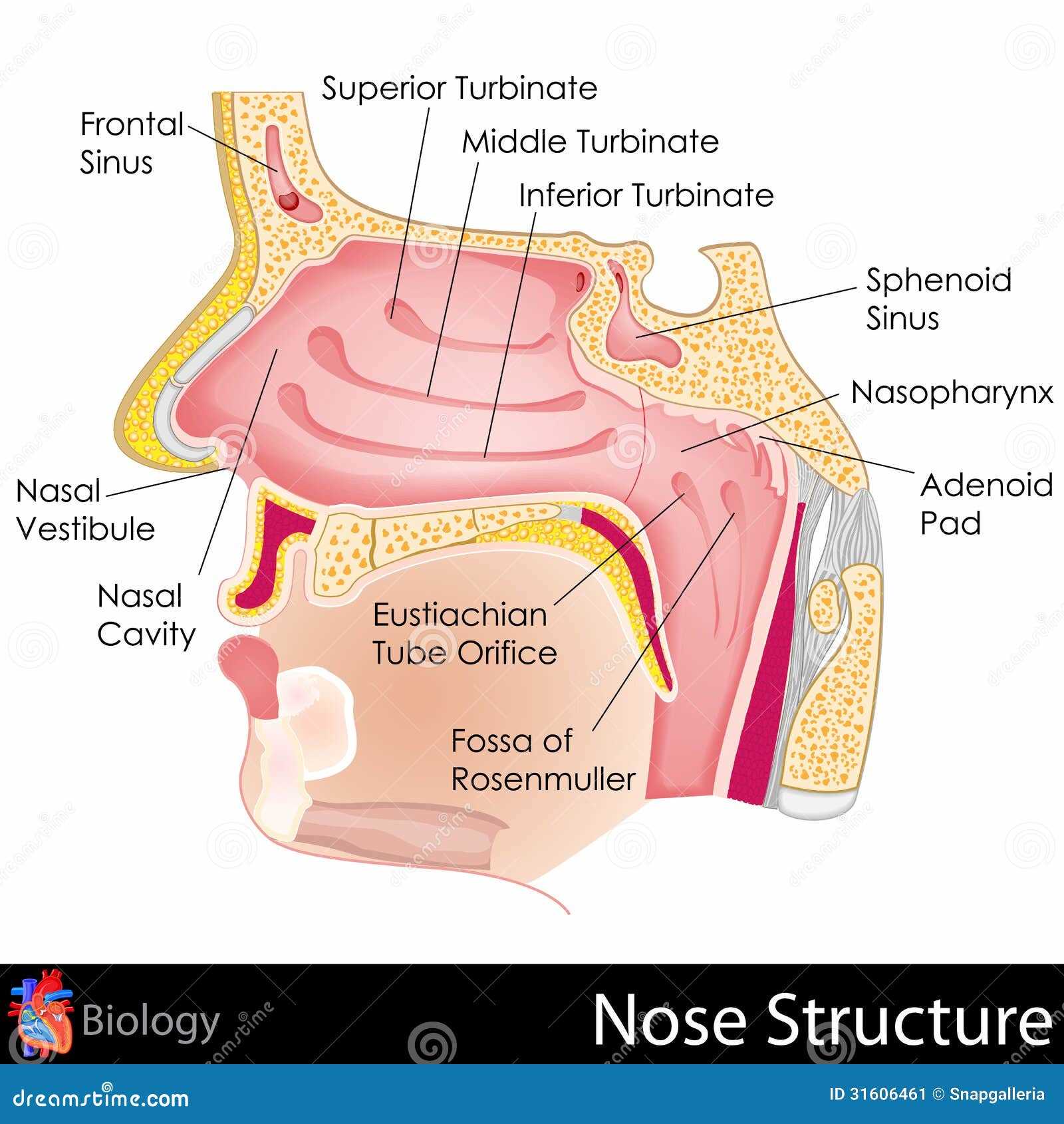 parts of human nose diagram