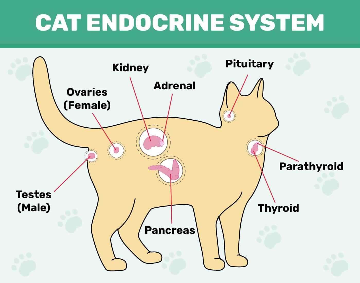 female cat body parts diagram