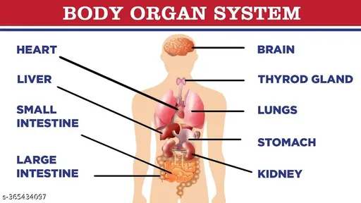 human body parts diagram with names