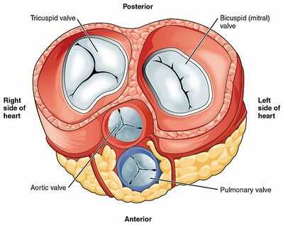 parts of the heart diagram