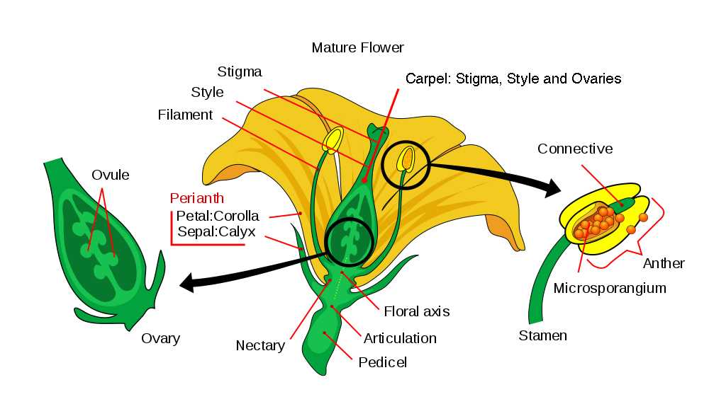 what are the parts of a flower with diagram