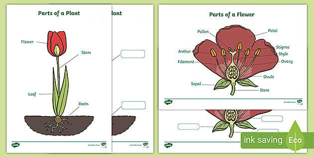 parts of flower diagram labeled