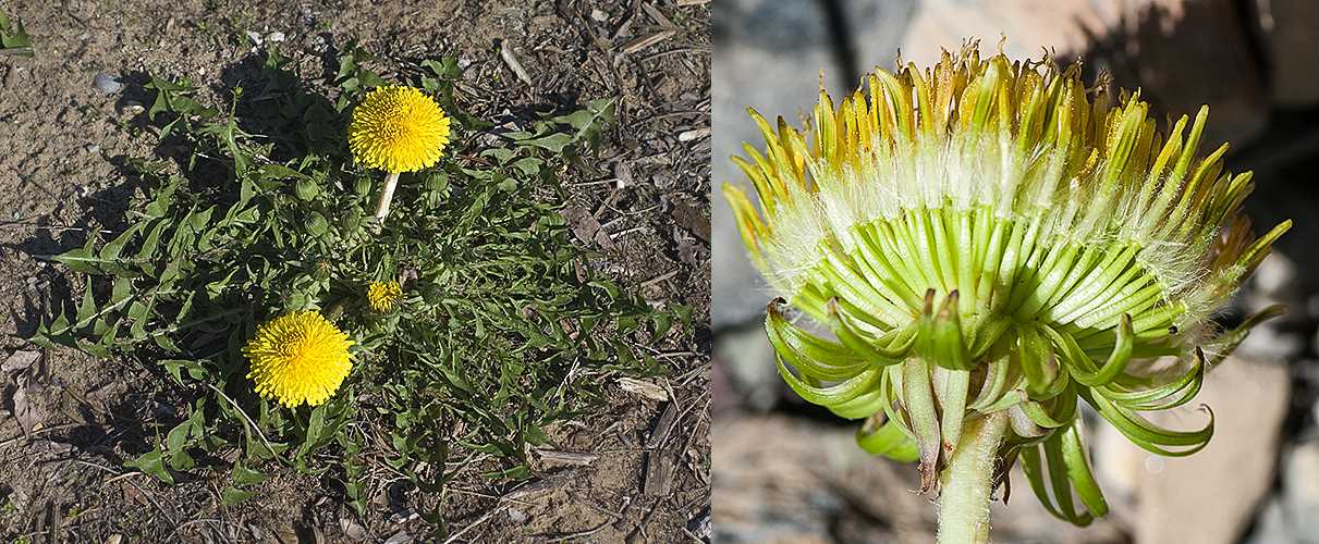 diagram dandelion parts labeled