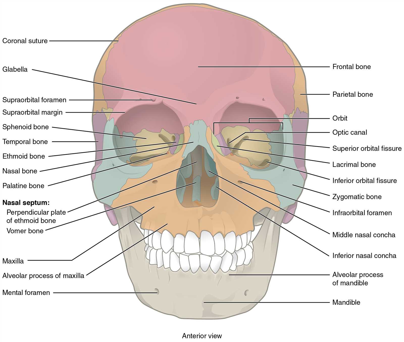 parts of the skull diagram