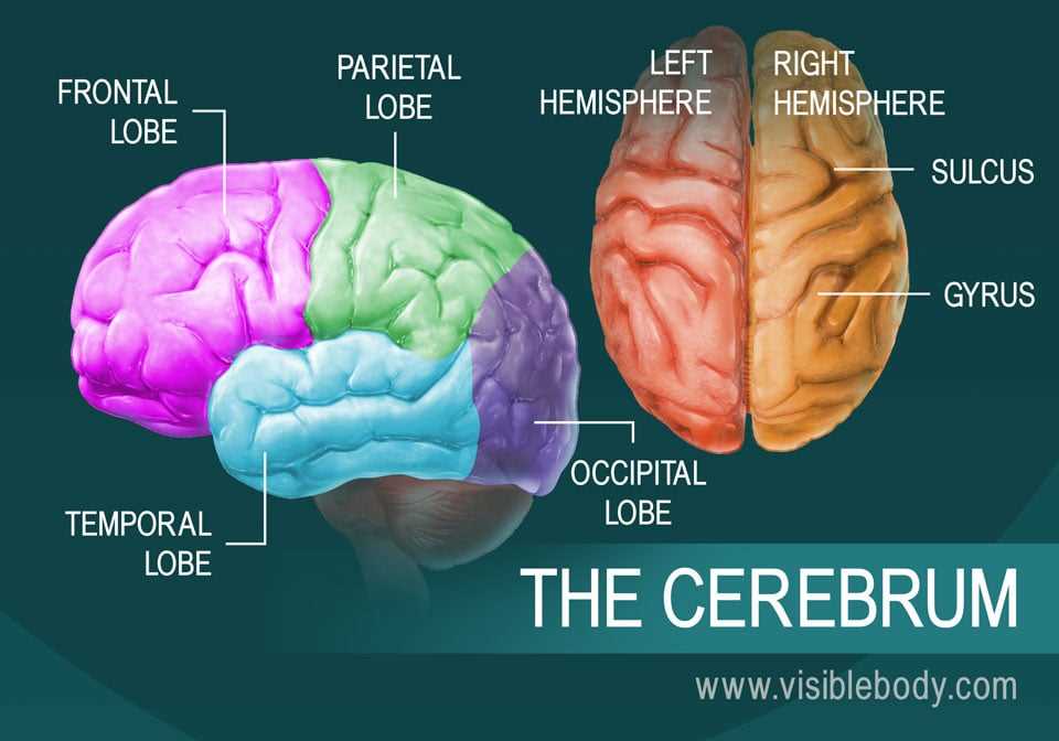 brain diagram parts and functions