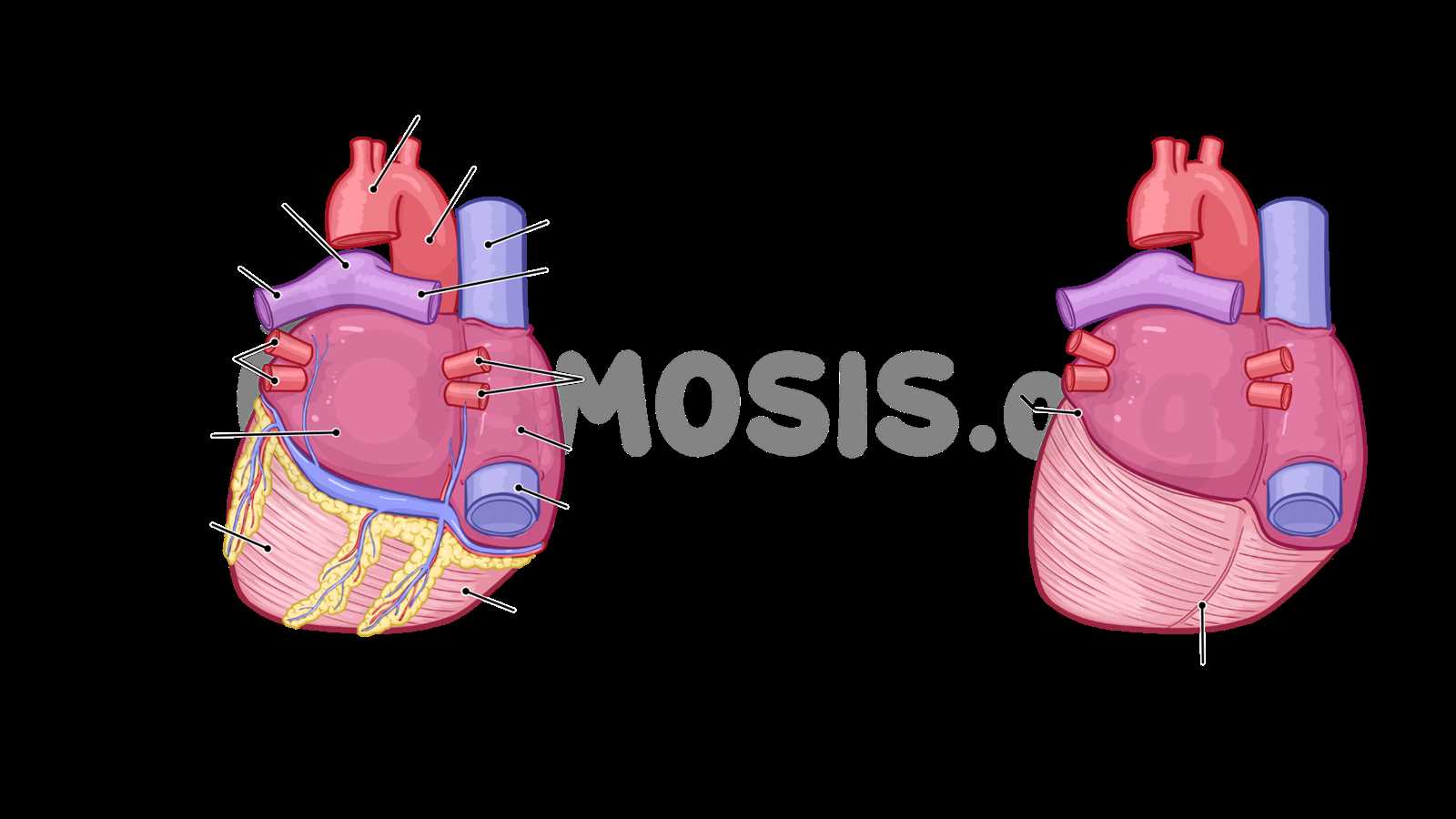 parts of the heart blank diagram