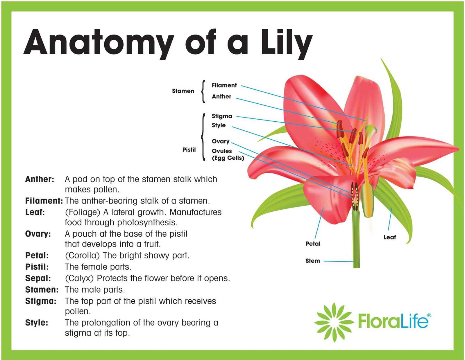 parts of a lily flower diagram