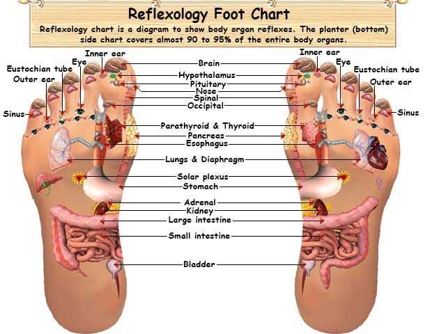 foot diagram body parts