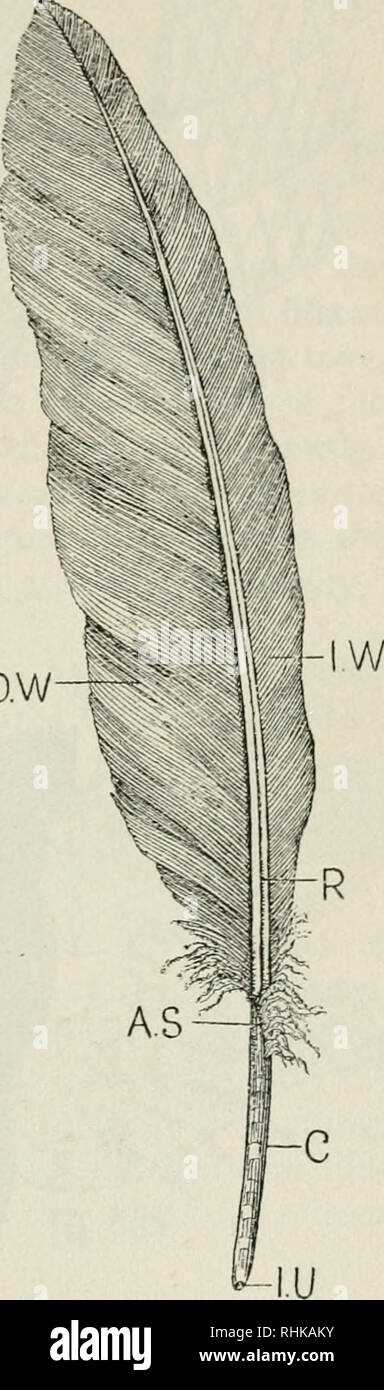 parts of a feather diagram