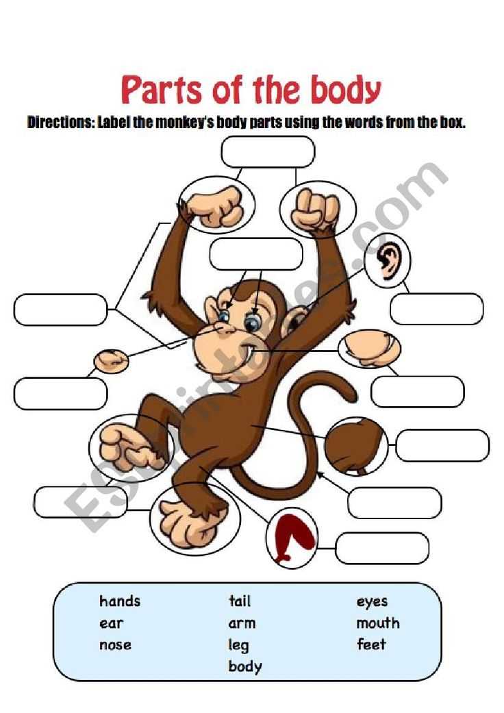 spider monkey body parts diagram