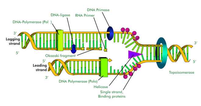 parts of dna diagram