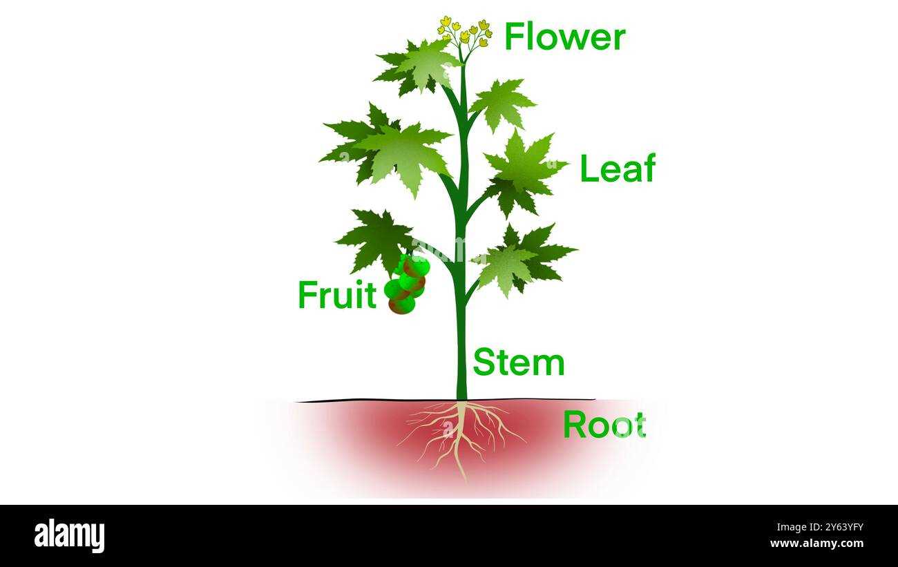 simple parts of a flower diagram