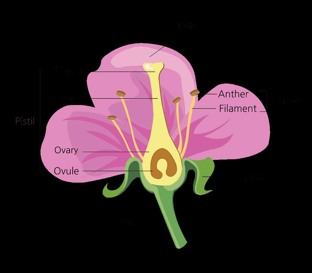 diagram flower parts