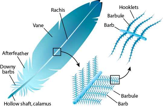 parts of a feather diagram