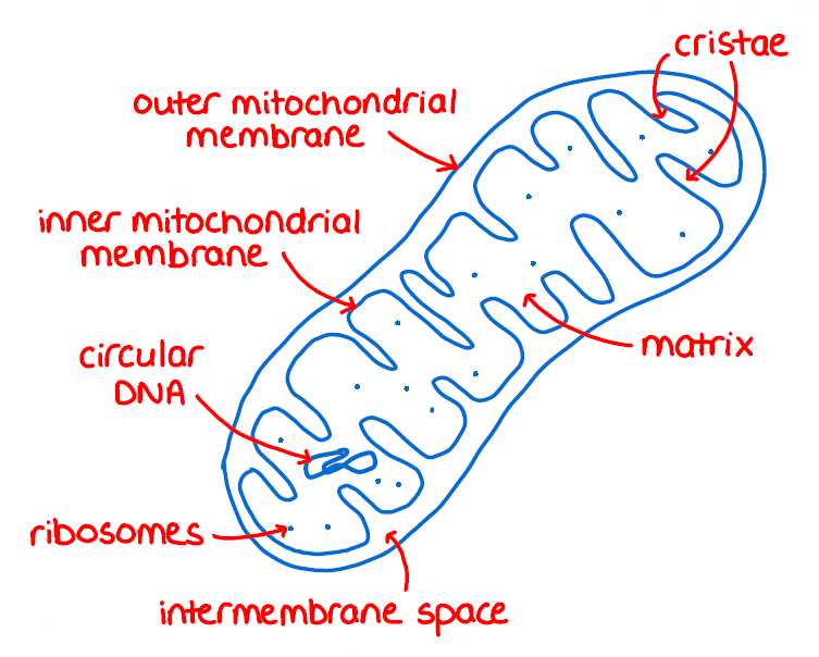 mitochondria diagram with parts