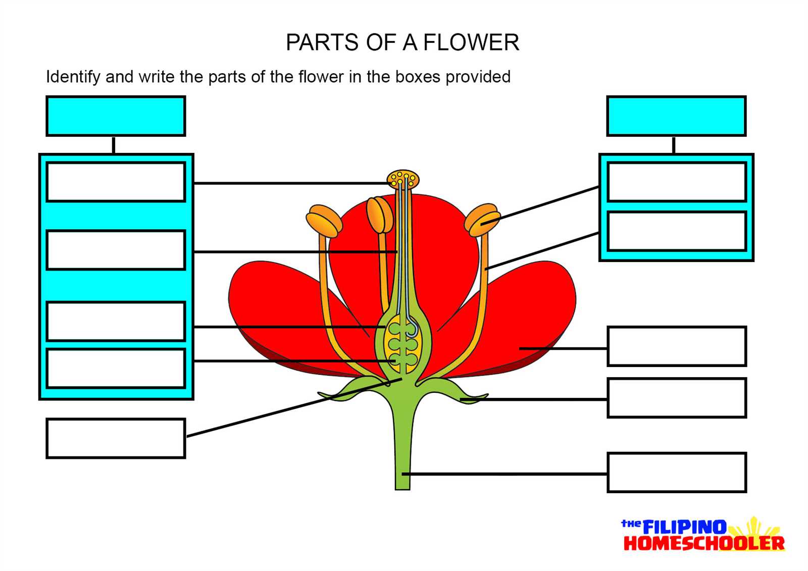 parts of a flower diagram blank