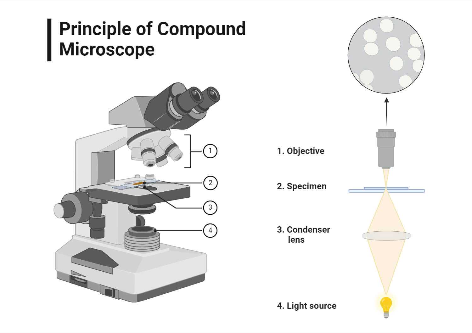 parts of a microscope diagram