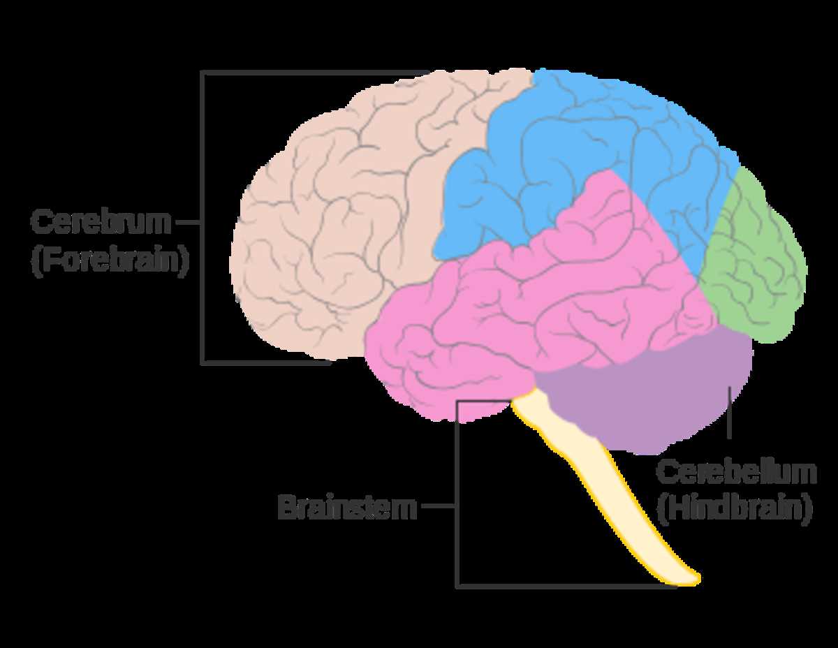 3 parts of the brain diagram