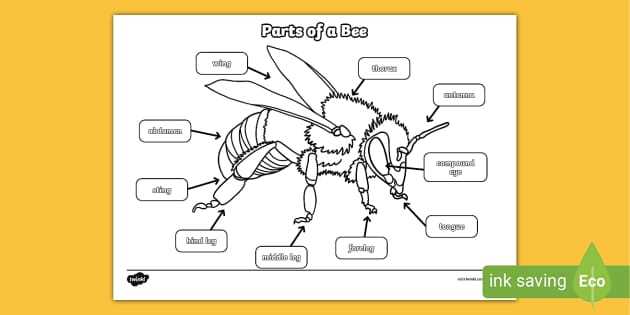 bee body parts diagram