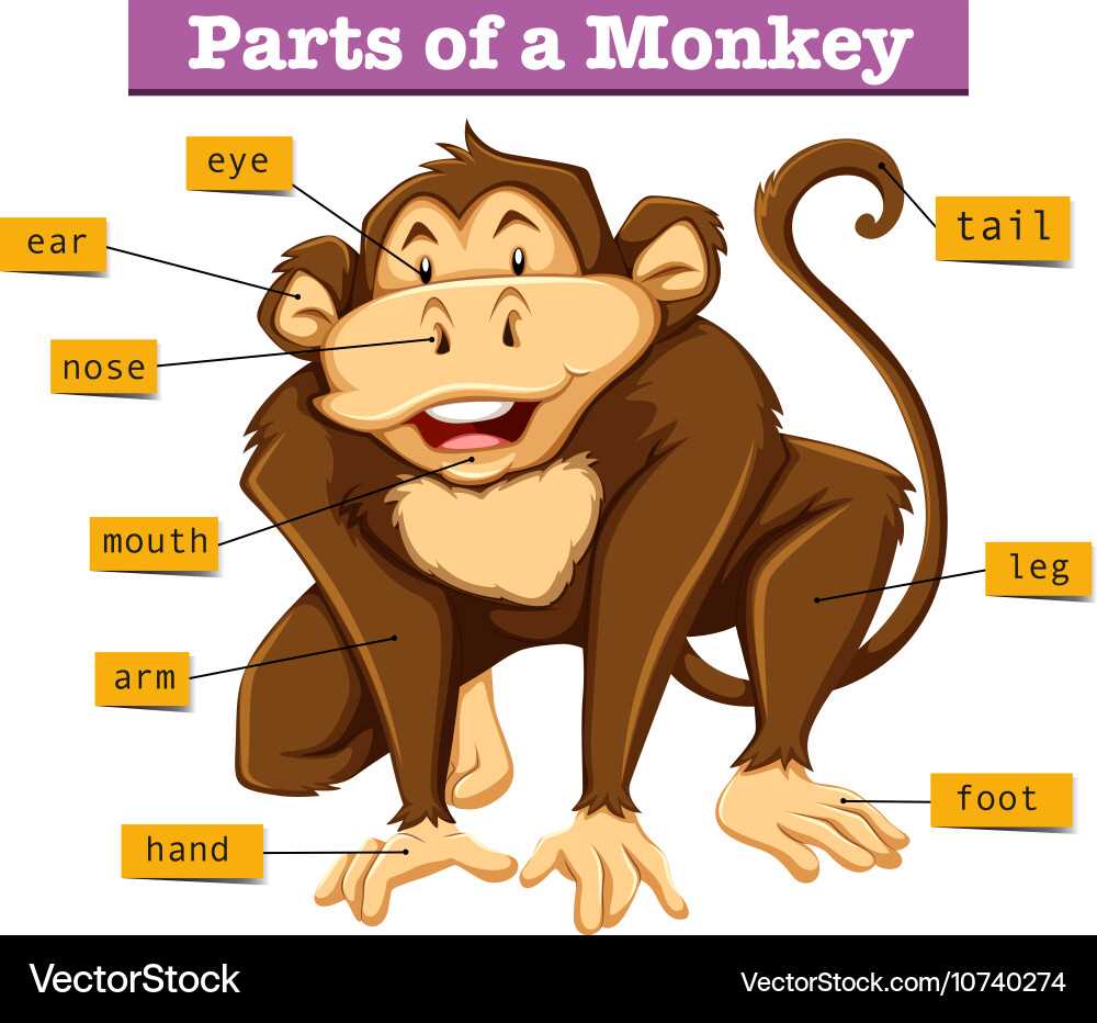 spider monkey body parts diagram