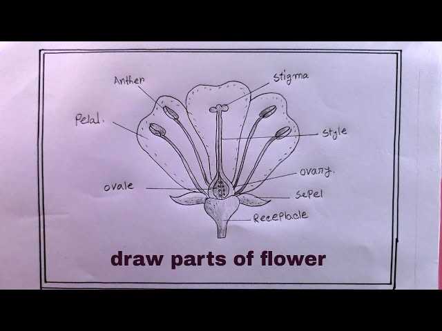 what are the parts of a flower with diagram