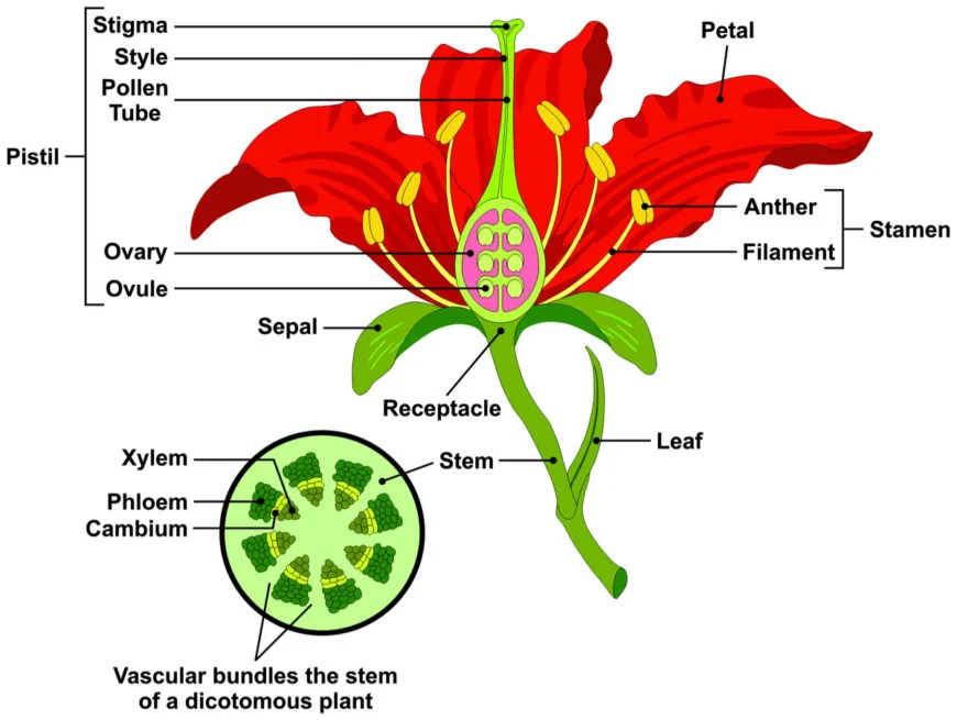 what are the parts of a flower with diagram