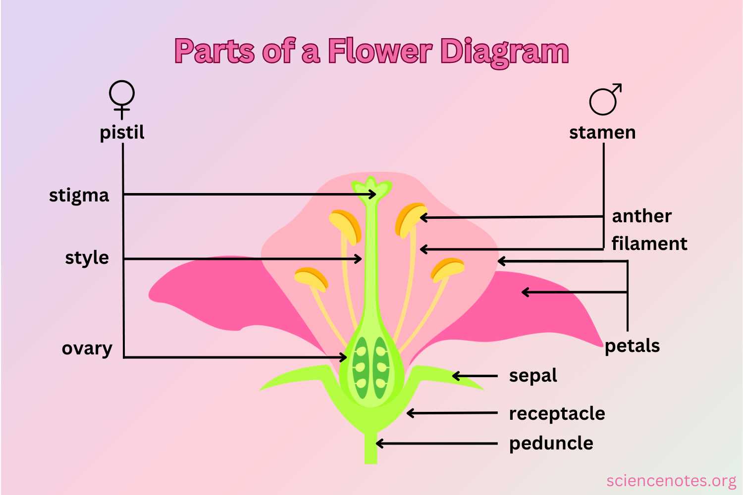 what are the parts of a flower with diagram