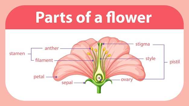 what are the parts of a flower with diagram